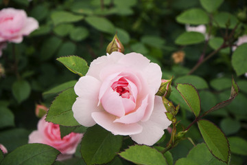 Pale pink rose with a dark middle, green leaves and an unopened bud, on a green blurred background