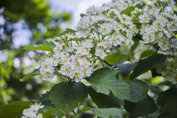 Inflorescence of a cherry blossom with white flowers, on a blurred background of the sky, close-up