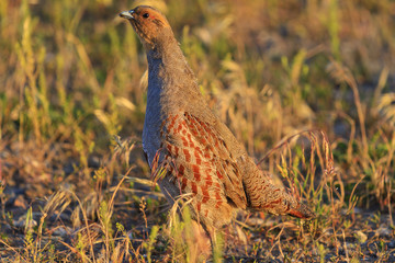 Gray partridge in dry grass