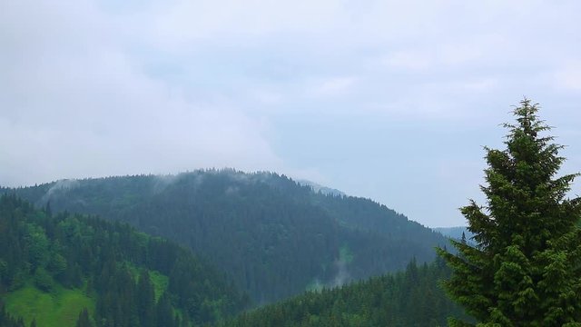 Heavy rain in mountain area. Beautiful wet thick evergreen coniferous green trees, tops of high hills and raindrops falling. Mist slowly moving among trees. Real time full hd video footage.