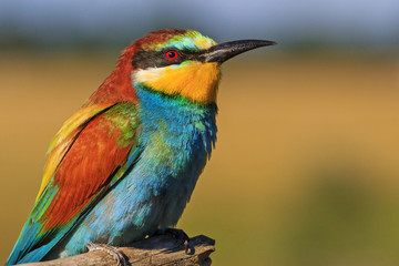 iridescent feathers of a bird