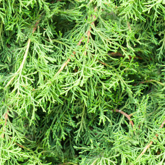 seamless spring green leaves texture, background