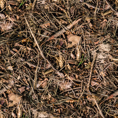 seamless dry brown summer forest ground. background, texture.