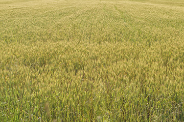 green field of rye