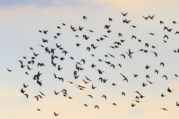 Silhouettes of birds flying in the sky