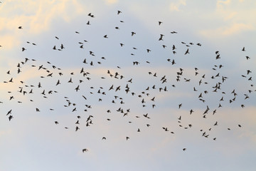 Singing birds fly at dusk