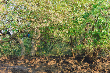 White-throated kingfisher or Smyrna kingfisher or Halcyon smyrnensis in mangrove tunnels in Salim Ali Bird Sanctuary, Goa, India. Kingfisher is a symbol of Goa, bringing happiness and good luck