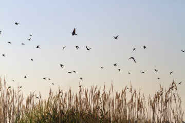 Swallows fly over the reed