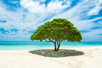 Beautiful landscape with tropical tree on the sandy shores of the Indian Ocean