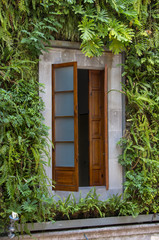 Windows of the house covered in green clusters