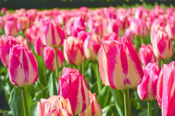 Close-up of tulips with pink yellow colorful petals and green leaves in a field blooming at springtime during the day in Holland.