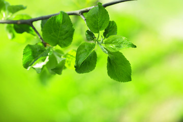 branch of an apple-tree