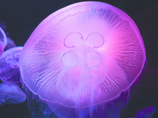 Several purple swimming jellyfish under the dark black ocean water.