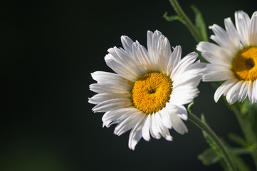 Obraz premium Blooming camomile, selective focus