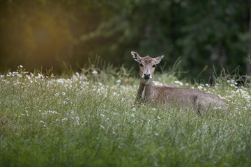 Inquisitive Deer  