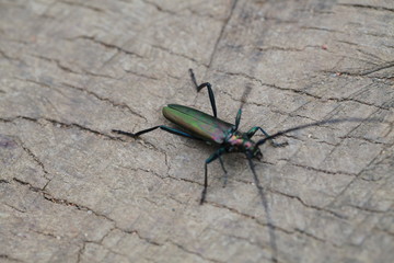 Beetle with long mustache and colored shell