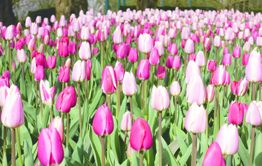 Tulips with pink white colorful petals and green leaves in a field blooming at springtime during the day in Holland.