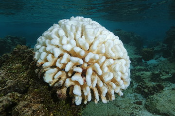 Fototapeta premium Coral bleaching, bleached Pocillopora coral in shallow water due to El Nino, south Pacific ocean, French Polynesia, Oceania