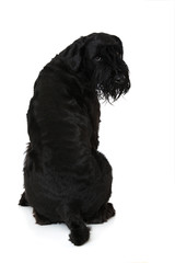 Riesenschnauzer von hinten