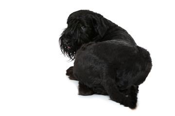 Riesenschnauzer von hinten