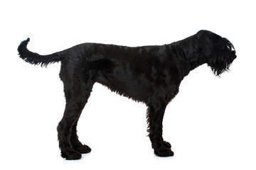 Riesenschnauzer