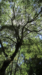 La trama della luce tra gli aghi di pino