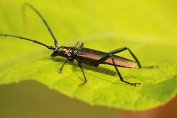 Beetle with long mustache and colored shell