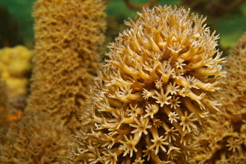 Soft coral polyps macro, Plexaurella slit pore sea rod gorgonian octocoral, underwater in the...