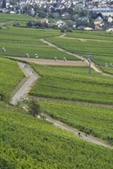 wege in den weinbergen bei rüdesheim im rheingau