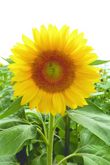 One yellow sunflower with green leaves growing outside in sunflower garden.