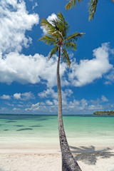 Kokospalme an karibischen Strand