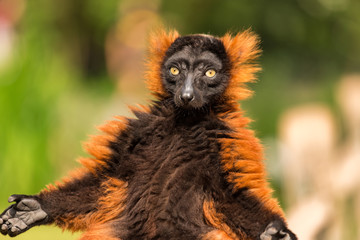 Fototapeta premium A red ruffed lemur in the Artis Zoo in Amsterdam.