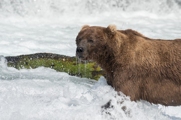 Large Alaskan brown bear
