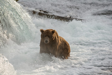 Obraz na płótnie Canvas Alaskan brown bear