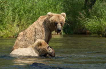 Alaskan brown bear sow with cub