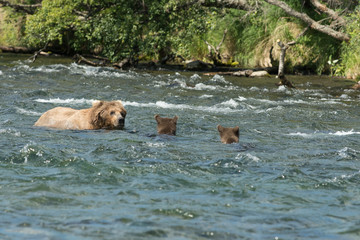 Alaskan brown bear sow and cubs