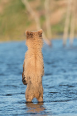 Back site of Alaskan brown bear cub