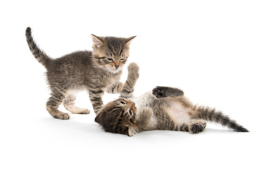 Two kittens playing on white © Tony Campbell