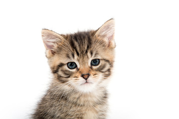 Fototapeta na wymiar Portrait of tabby kitten