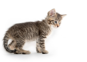 Cute tabby kitten on white background