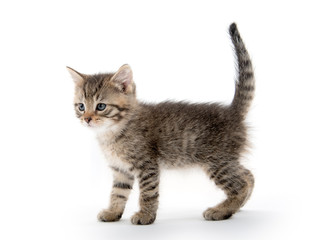 Cute tabby kitten on white background