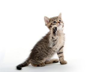 Cute tabby kitten lifting its paw