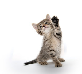 Naklejka premium Cute tabby kitten lifting its paw