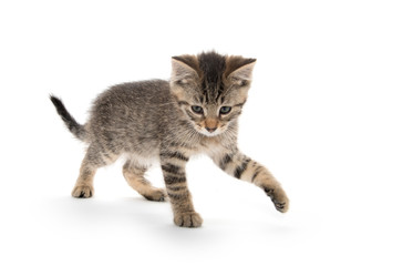 Cute tabby kitten on white background