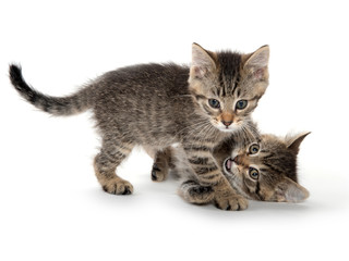 Cute tabby kittens playing