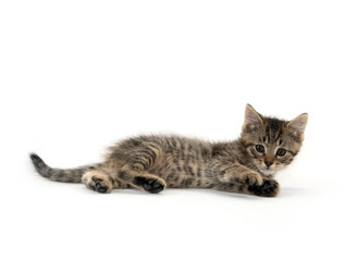 Tabby kitten on white