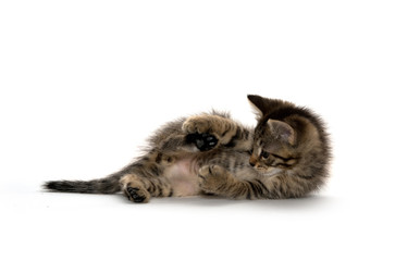 Tabby kitten on white