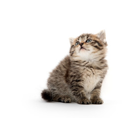Cute tabby kitten on white background