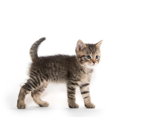 Cute tabby kitten on white background
