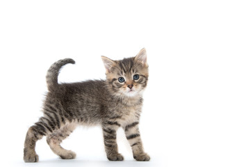 Cute tabby kitten on white background